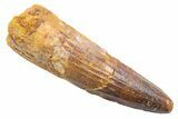 Fossil Spinosaurus Tooth - Real Dinosaur Tooth #345543-1